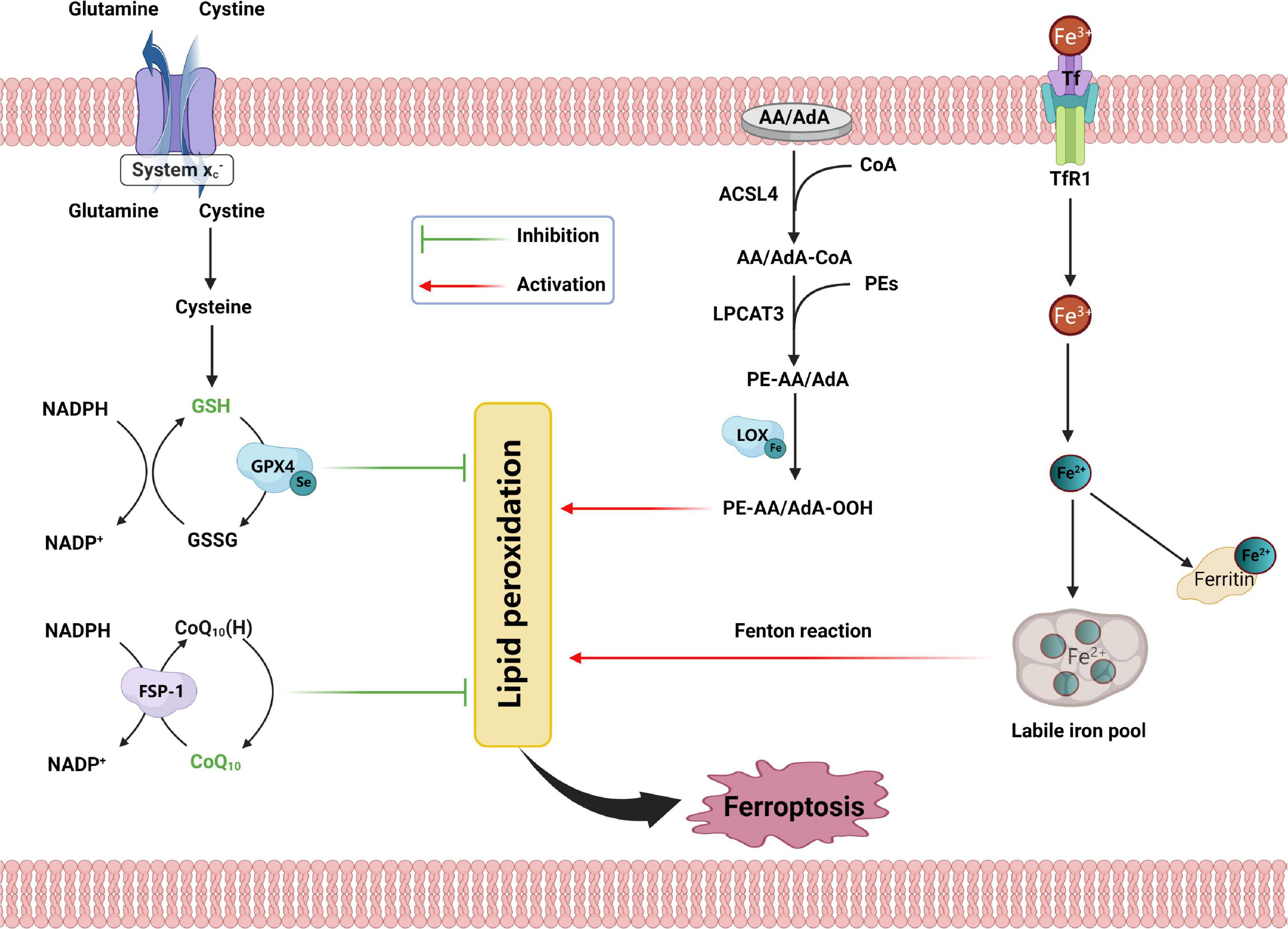 Elucidating the progress and impact of ferroptosis in hemorrhagic stroke